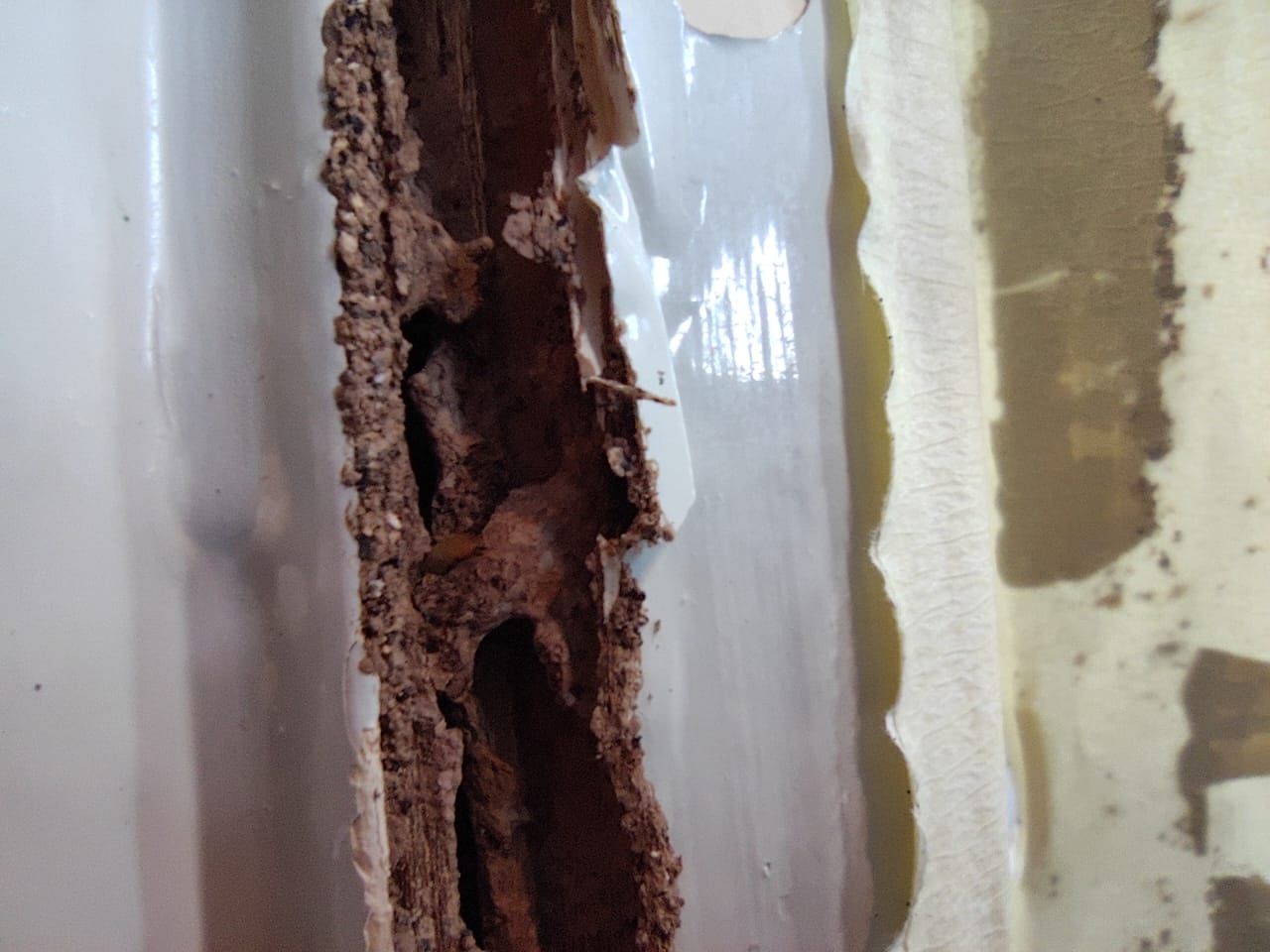 Termite Control in Singapore