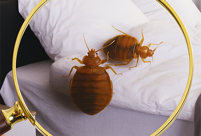 Bedbug Control