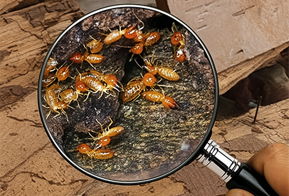 Termite Control