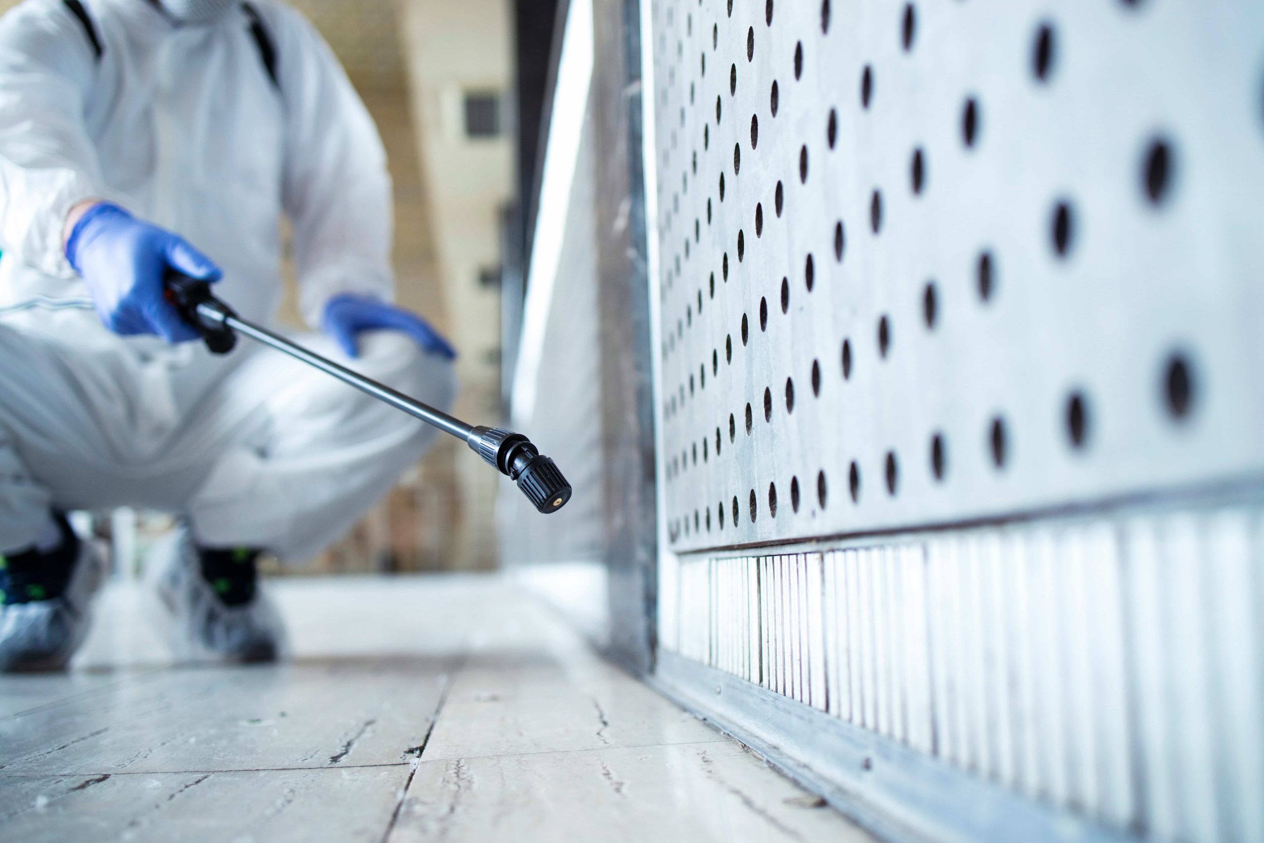 Ultimate Termite Control Guide Singapore